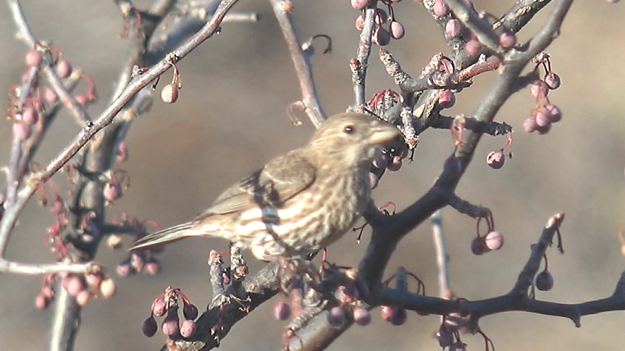 The small brown and white bird leans its beak into a cluster of purple berries on a branch in Cabo Pulmo, with no visible people in the frame.