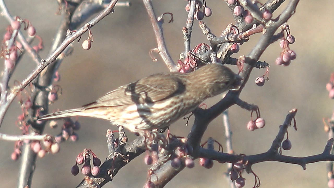Small brown bird leaning toward pink berries on a branch.