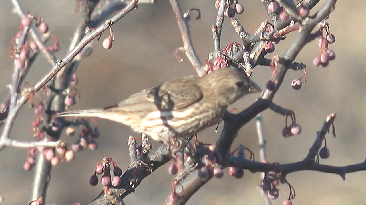 Brown bird in Cabo Pulmo feeding among clusters of pink berries on bare gray twigs, with the background blurred and no visible people.