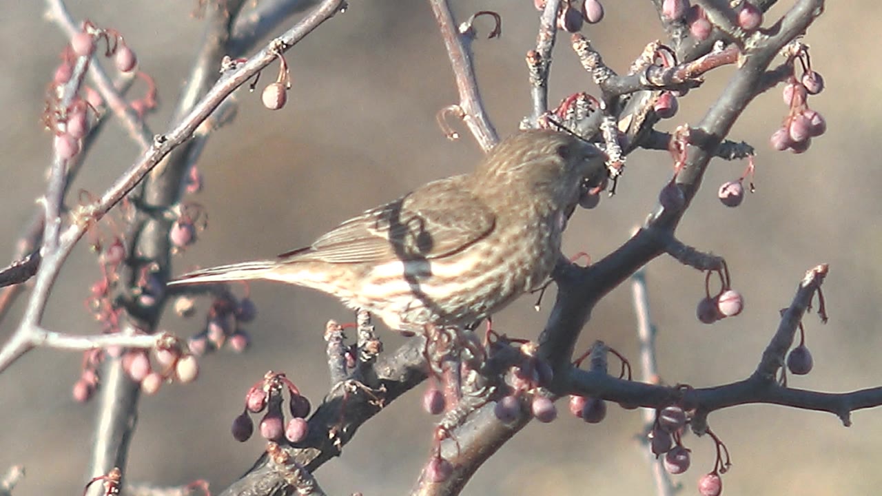Small brown bird in Cabo Pulmo perched on a branch with its body side-on and head turned near pink berries, with no visible people.