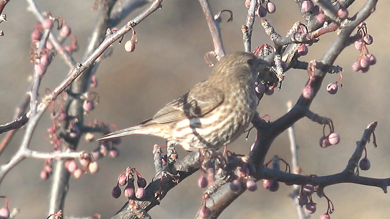 Small brown bird perched on a branch with pink berries.