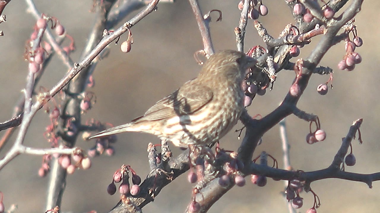Small brown bird leans its head toward pink berries on a branch in Cabo Pulmo, Baja California Sur, with soft background blur and no visible people.