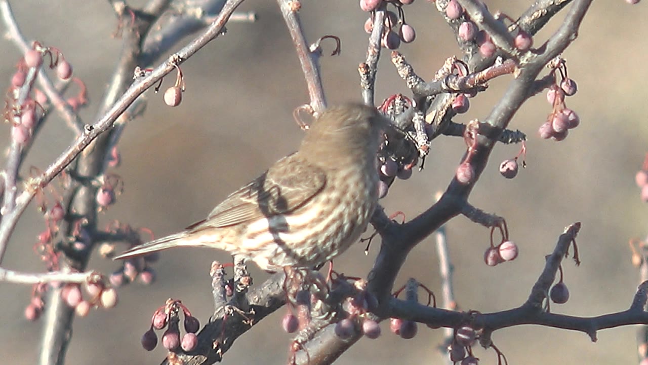 Small brown bird turns more away from the camera among pink berries and gray twigs in Cabo Pulmo, Baja California Sur, with no visible people.
