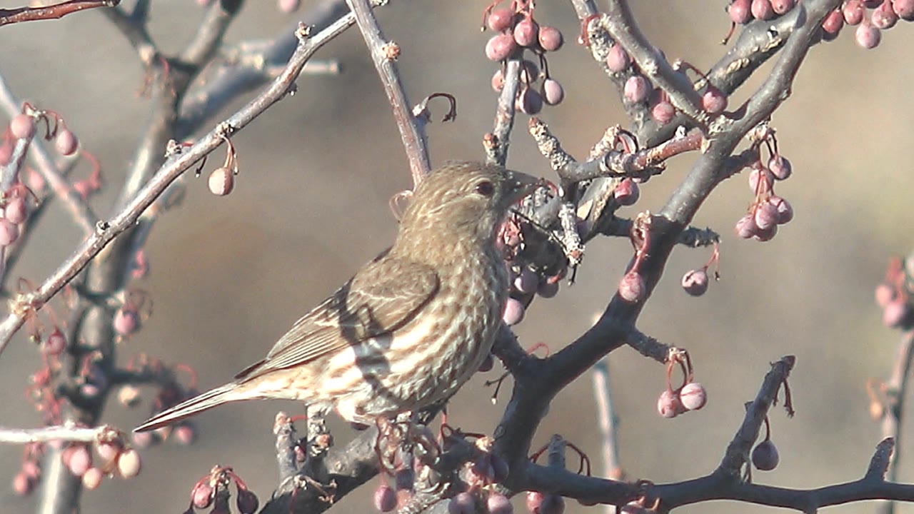 Small brown streaked bird appears lower in the frame on a bare branch with pink berries in Cabo Pulmo, Baja California Sur, and no visible people.