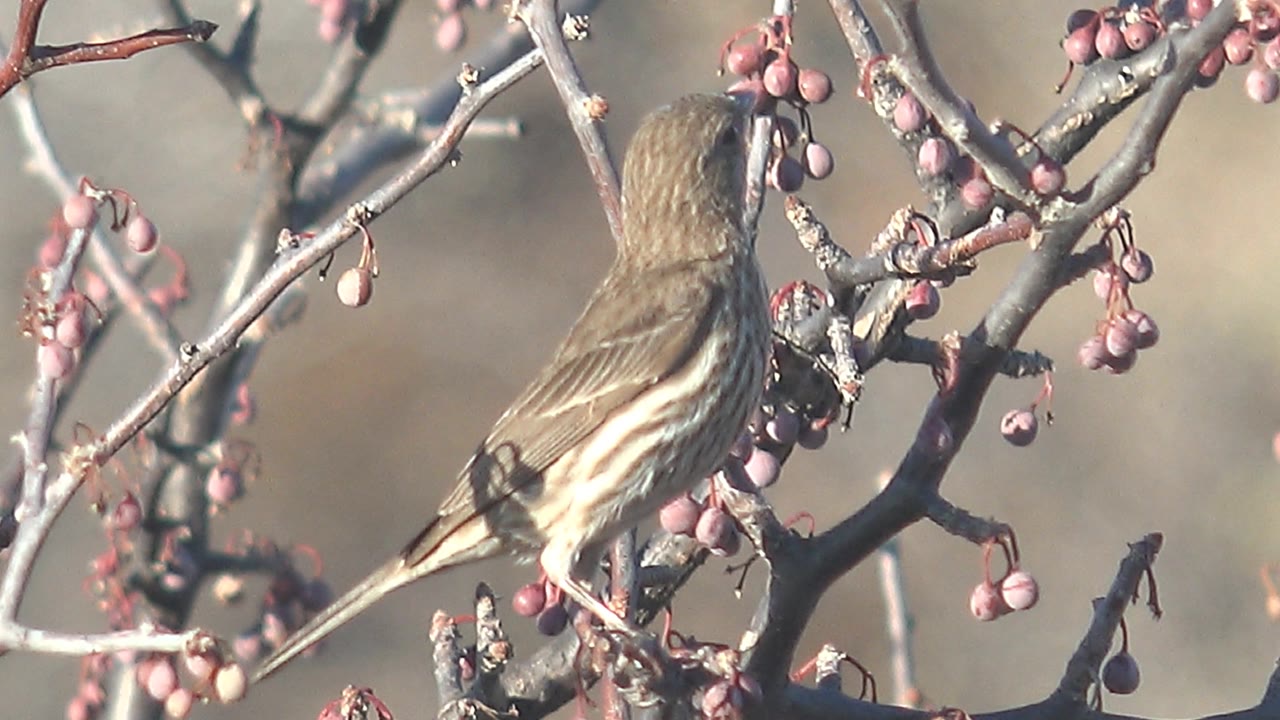 Small brown bird seen from behind on gray branches with pink berries in Cabo Pulmo, Baja California Sur, Mexico, with no visible people.
