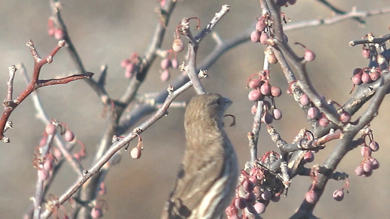 Bird partly turned among pink berry clusters