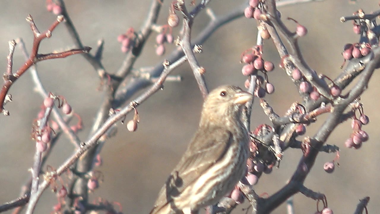 Small brown bird faces right near dense pink berry clusters on gray twigs in Cabo Pulmo, Baja California Sur, Mexico, with no visible people.