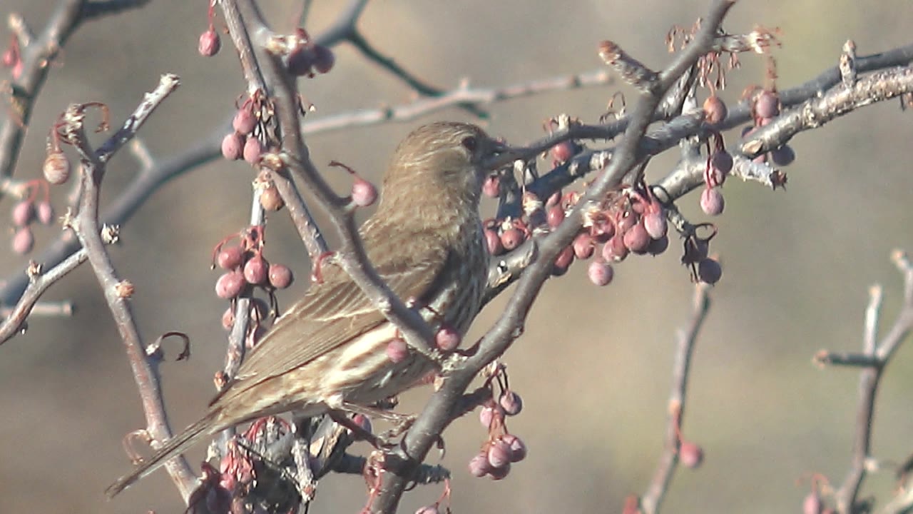 Small brown bird perched beside red berries on bare branches.