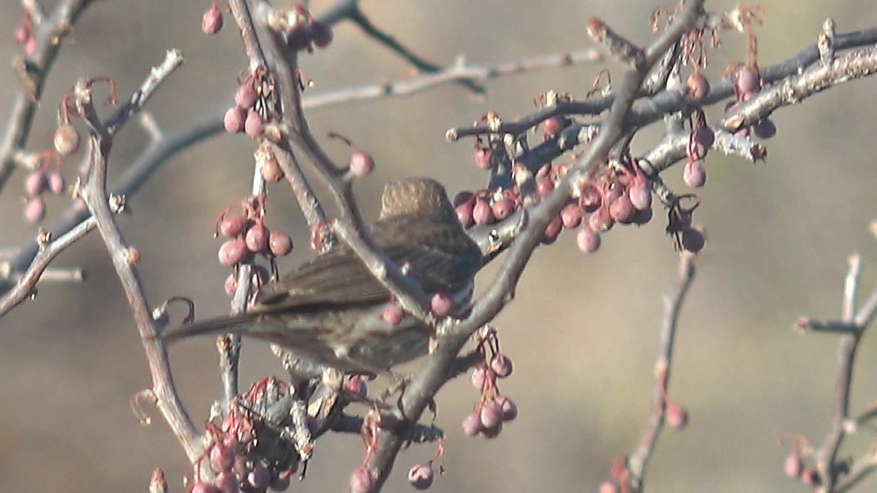 Small brown bird seen from behind on a branch with hanging red berries in Cabo Pulmo, Baja California Sur, Mexico, with no visible people.