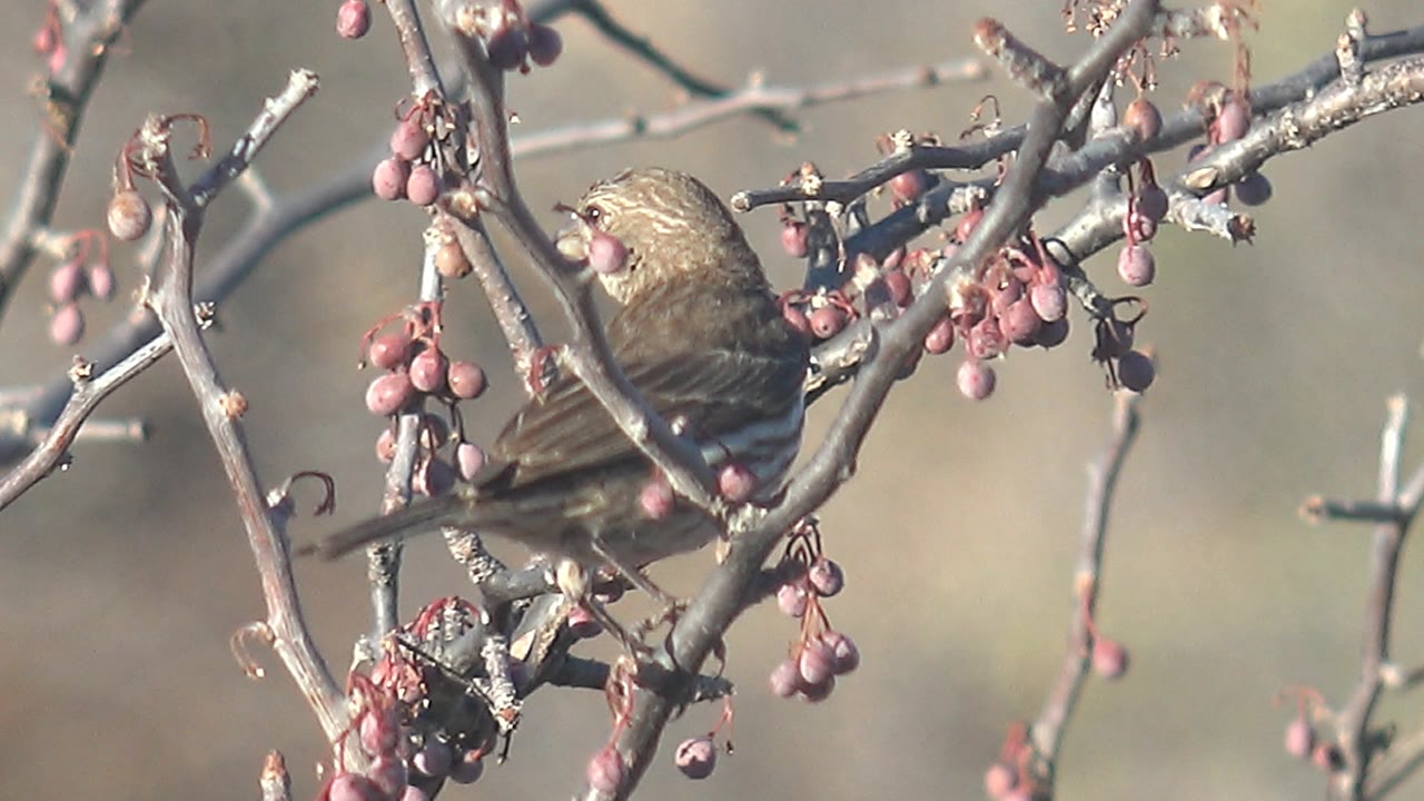 Small brown bird perched higher in the tangle of twigs and red berries in Cabo Pulmo, Baja California Sur, Mexico, with no visible people.