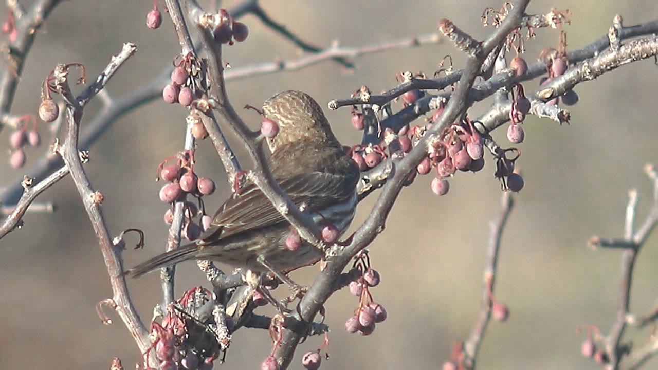 Small brown bird positioned left of center near dense red berry clusters on bare branches in Cabo Pulmo, Baja California Sur, Mexico, with no visible people.