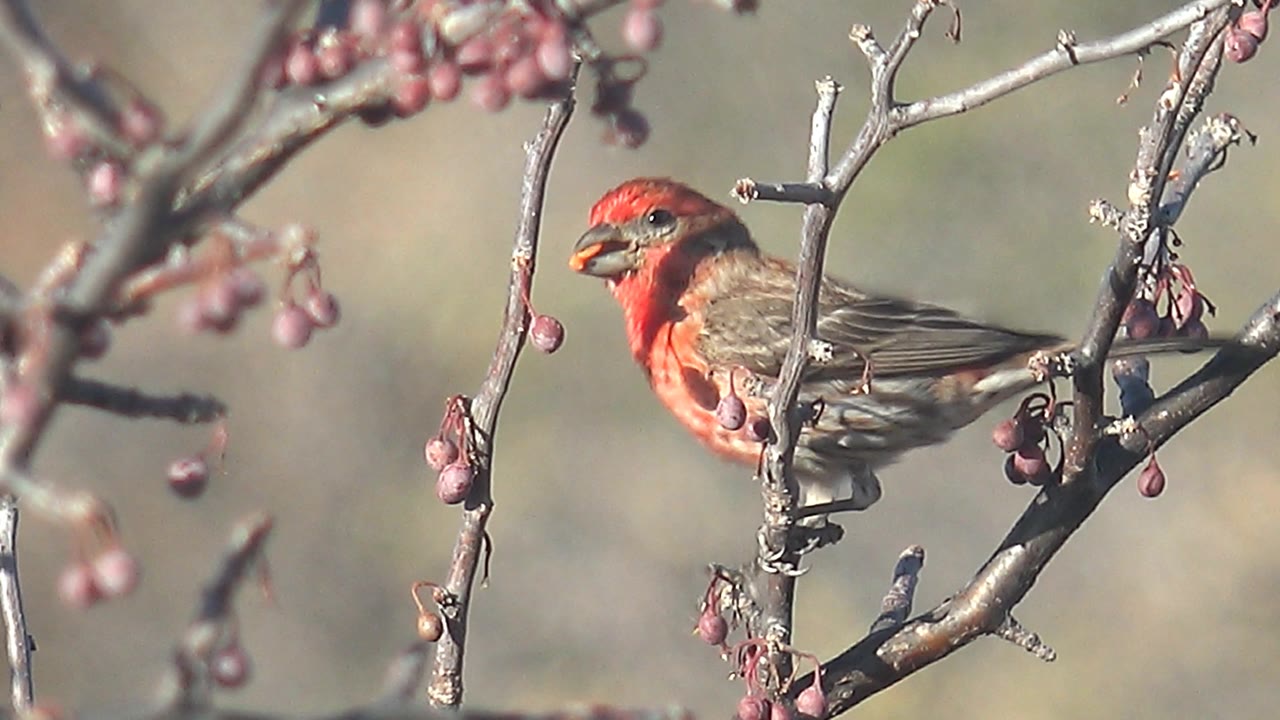A red and brown bird perches among pink berries on thin branches in Cabo Pulmo, Mexico, with a blurred dry background and no visible people.