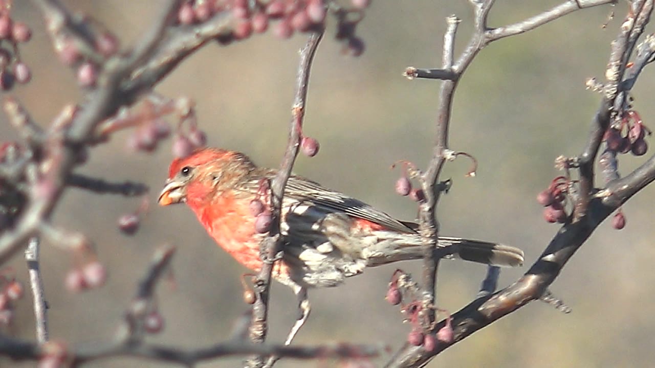 The bird faces left and leans near a cluster of pink berries on bare twigs in Cabo Pulmo, Mexico, with no visible people.