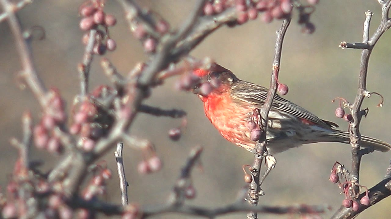 The bird remains perched behind crossing twigs and pink berries in Cabo Pulmo, Mexico, with its red chest visible and no visible people.