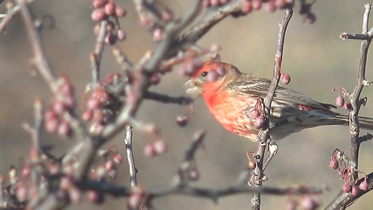 Small red bird on branches with berries in the foreground.