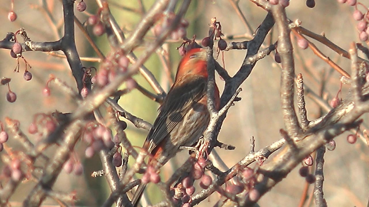Female cardinal perched among berry-covered branches.