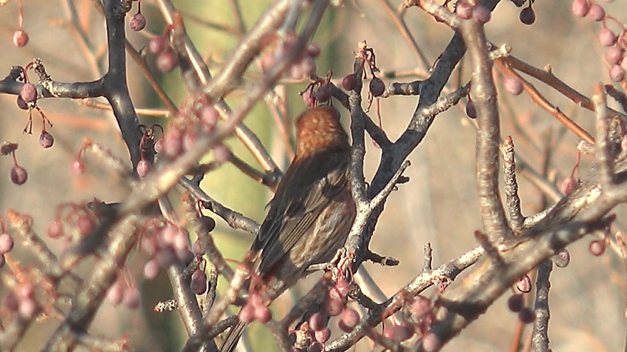 Female cardinal seen from behind on a thin branch in Cabo Pulmo, Baja California Sur, surrounded by small red berries and no visible people.