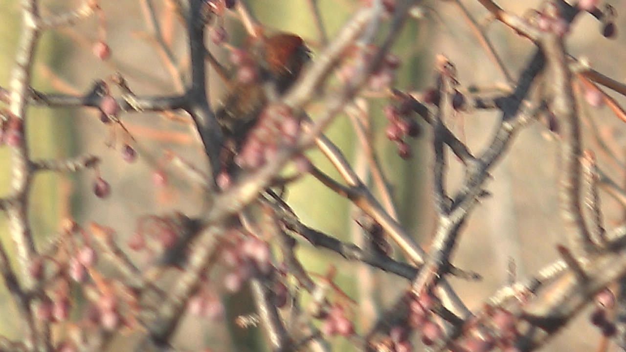 Branches and red berries dominate the close-up in Cabo Pulmo, Baja California Sur, with the cardinal mostly obscured by foreground limbs and no visible people.
