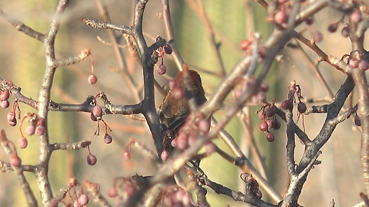 Female cardinal partly hidden low in the branch network in Cabo Pulmo, Baja California Sur, with clusters of red berries in front and no visible people.