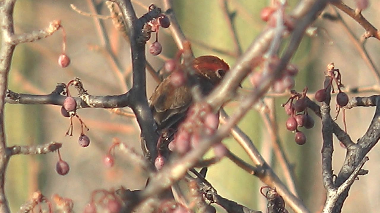 A small red-headed brown bird perches behind gray berry-covered branches in Cabo Pulmo, Mexico, with soft tan and green background blur and no visible people.