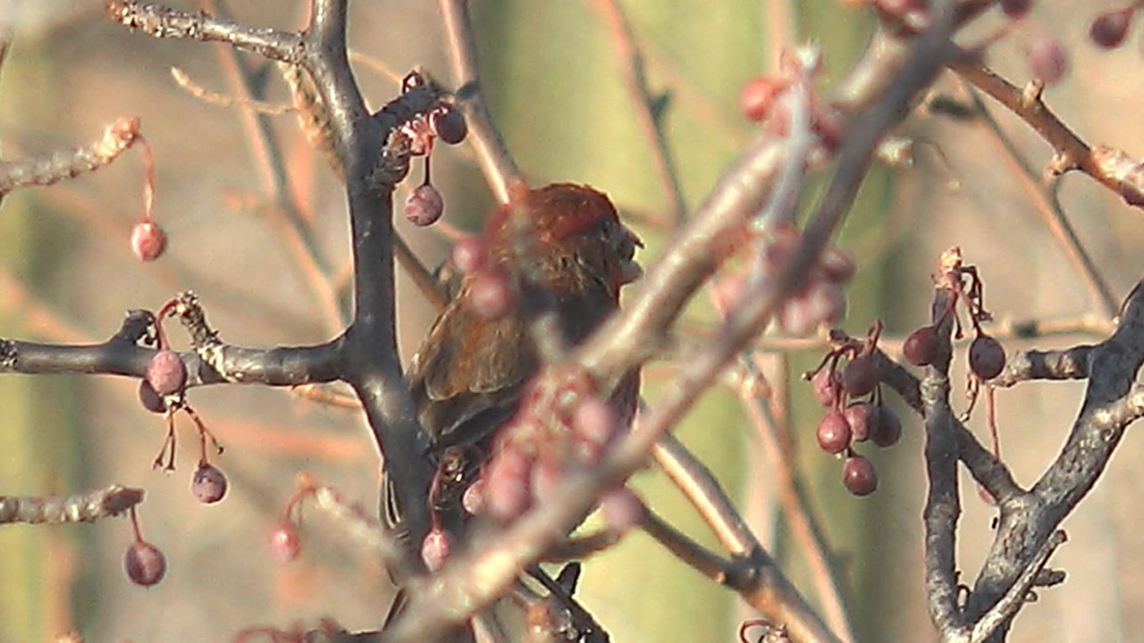 Small red-headed bird facing away on a branch with red berries.