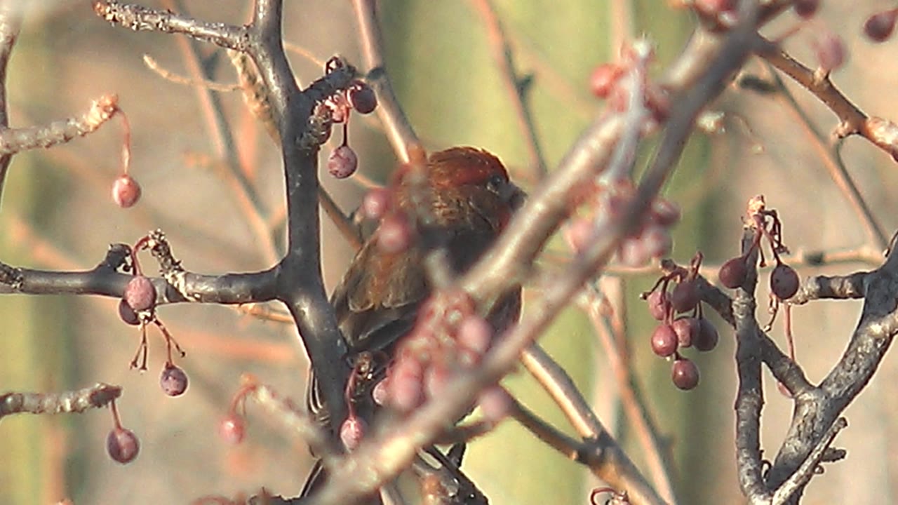 Foreground twigs and berries partly cover the perched bird in Cabo Pulmo, Mexico, while its red head and brown body remain visible, with no visible people.