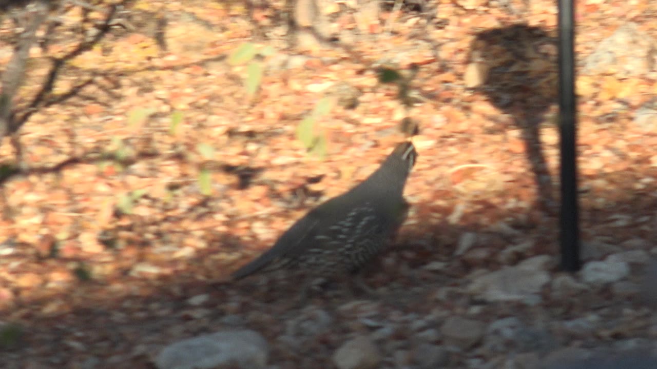 Quail walking through dry leaves near dark posts