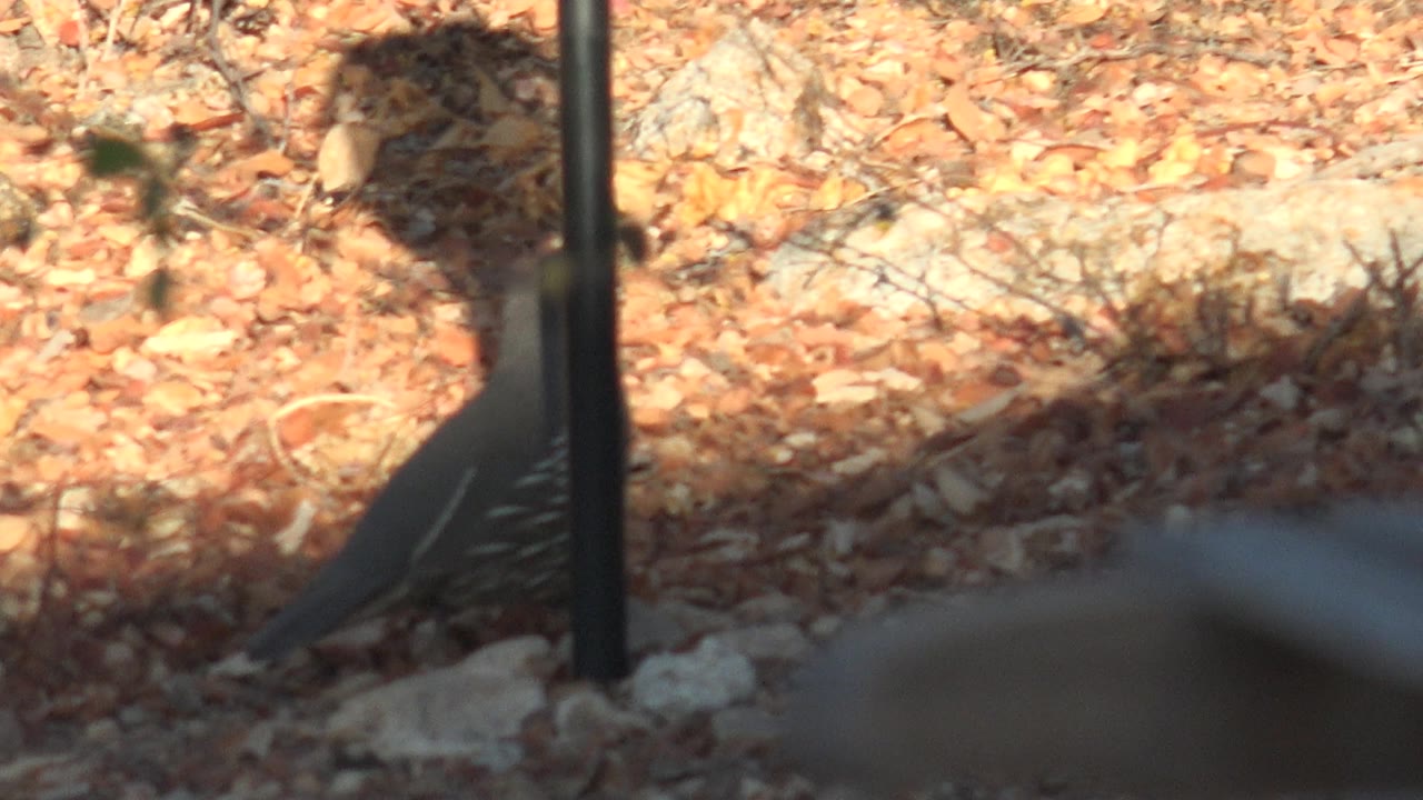 The quail continues across leaf litter in Cabo Pulmo, Baja California Sur, partly crossed by shadow with pale rocks behind it and no visible people.