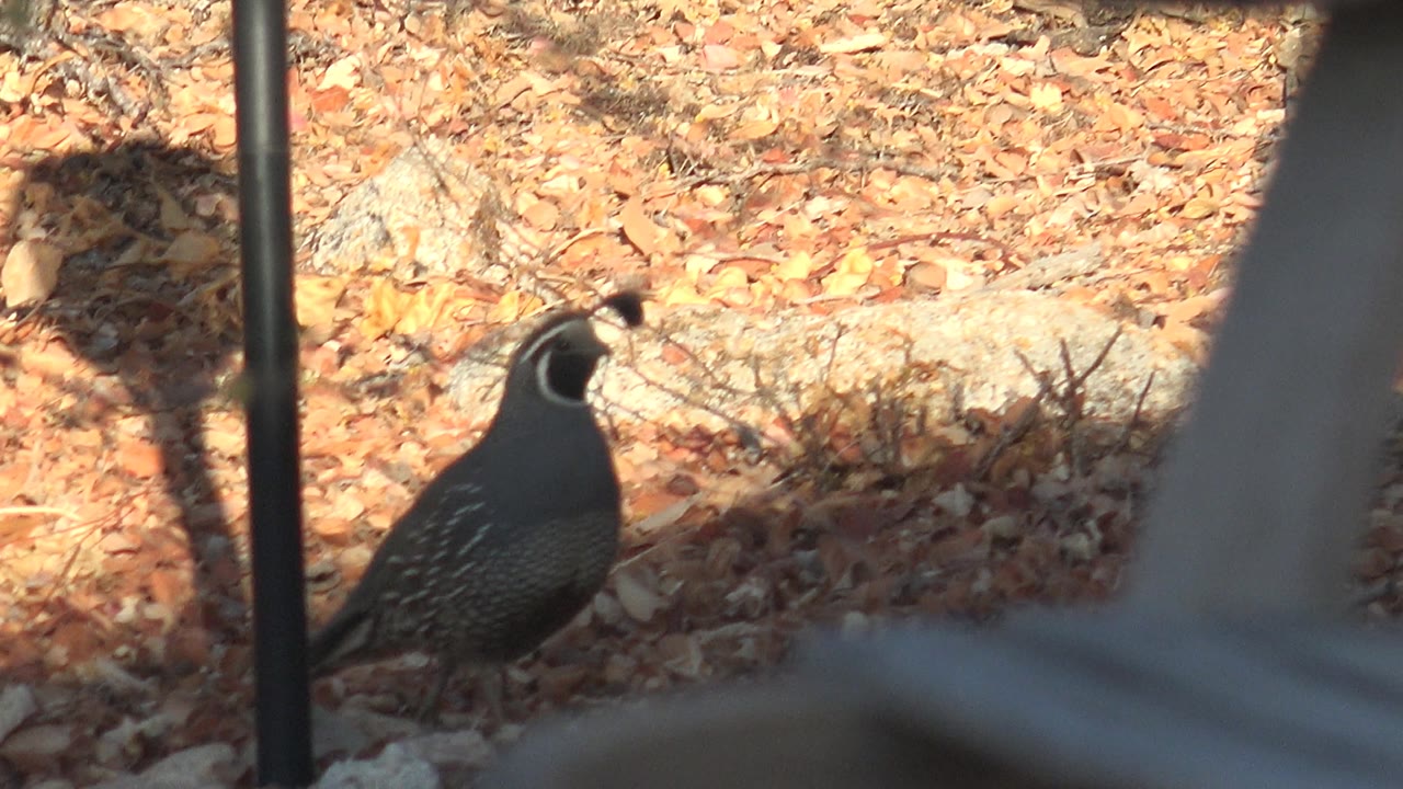 A quail stands more clearly beside a dark post in Cabo Pulmo, Baja California Sur, with speckled body markings, dry leaves, rocks, and no visible people.