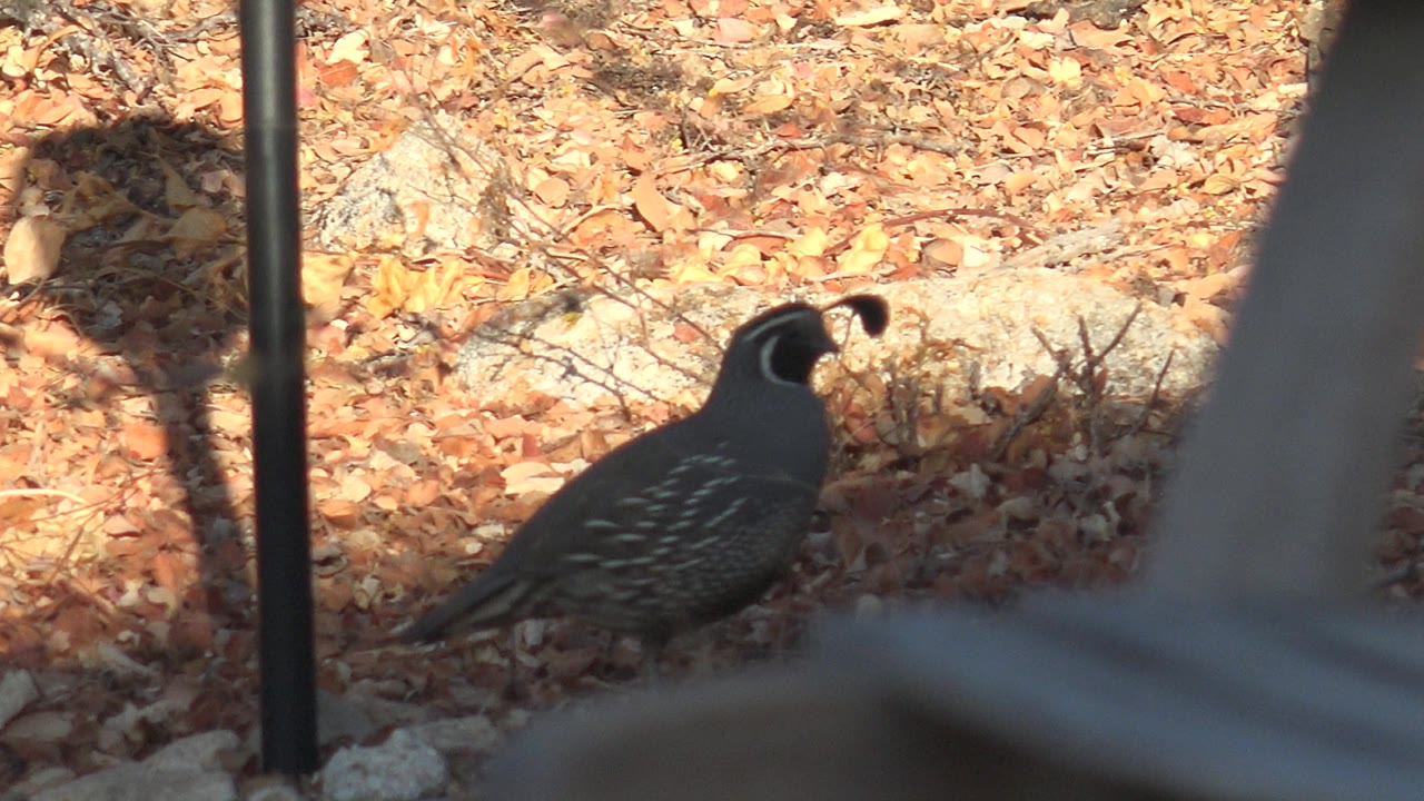 The quail pauses near rocks and fallen leaves in Cabo Pulmo, Baja California Sur, while a blurred wooden structure intrudes from the right foreground and no people are visible.