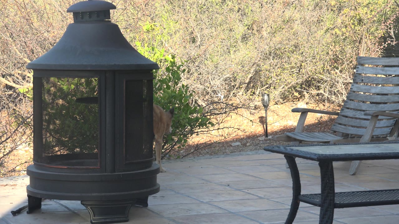 A tan deer is partly hidden behind the black metal fire pit on a tiled patio in Cabo Pulmo, Mexico, with dry brush, bushes, patio furniture, and no visible people.