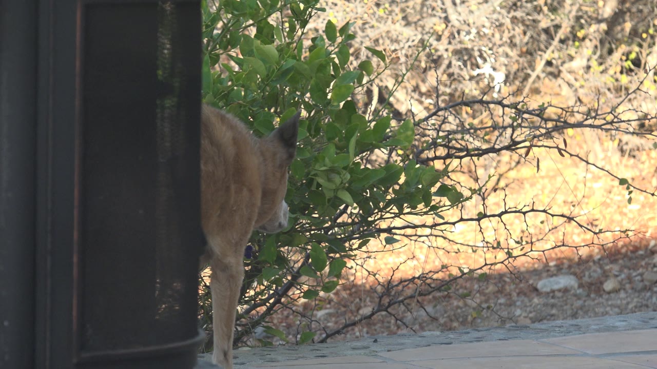 At 0:00, a tan deer is partly hidden by a dark vertical post and green shrub in Cabo Pulmo, Baja California Sur, with dry brown ground behind it and no visible people.