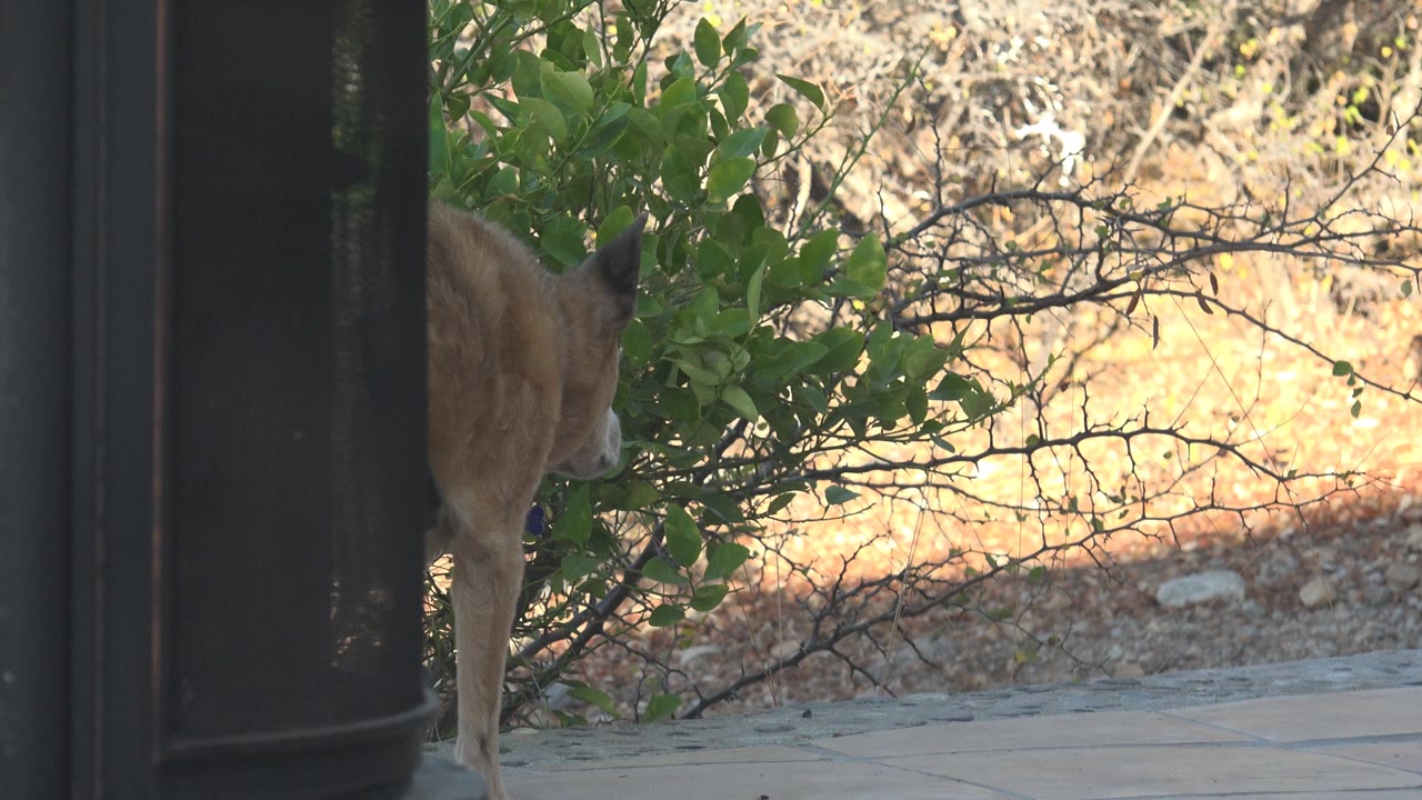 At 0:01, the deer holds nearly the same position behind the post and shrub in Cabo Pulmo, with dry brush and pale ground visible through the branches and no visible people.