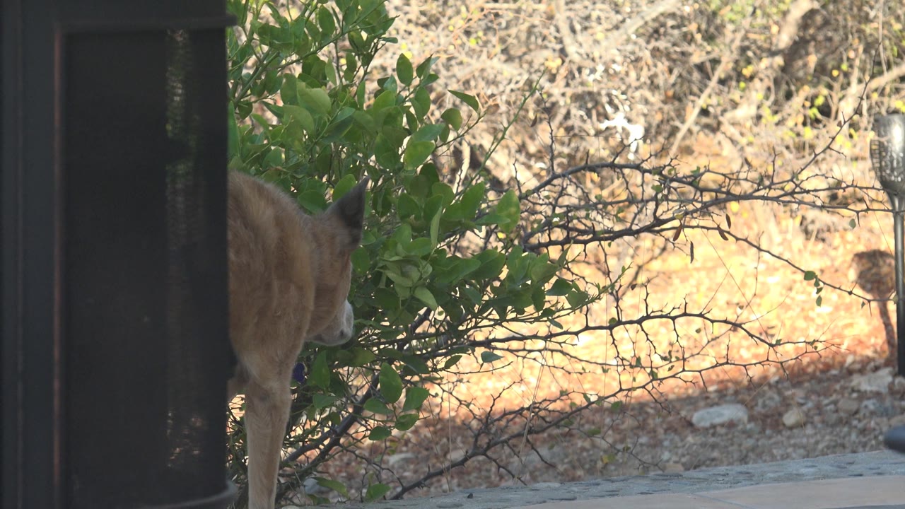 At 0:02, the deer remains tucked beside the green foliage in Cabo Pulmo while a small white bird appears at the right edge of the dry background, with no visible people.