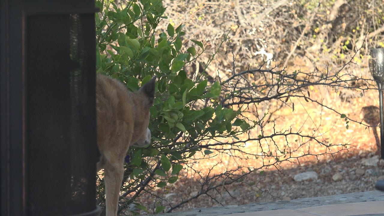 Deer behind foliage with dry branches and a bird near the right background.
