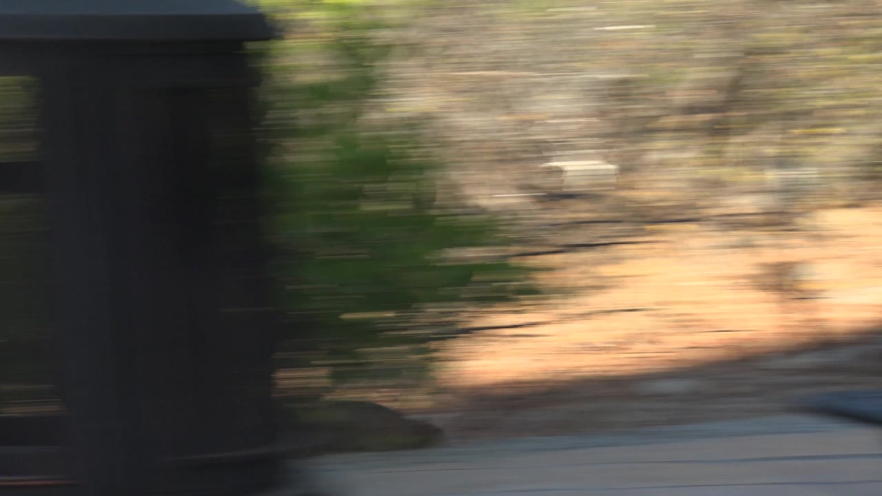 Motion-blurred view from the Cabo Pulmo patio shows a dark foreground shape crossing dry vegetation and sunlit ground, with no visible people.