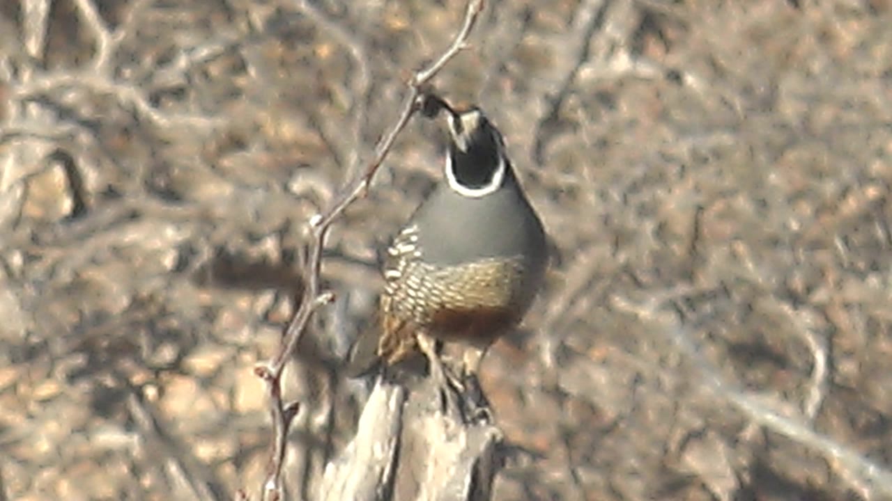 A quail perches upright on a pale dry branch in Cabo Pulmo, Baja California Sur, with bare twigs and brown scrub behind it and no visible people.