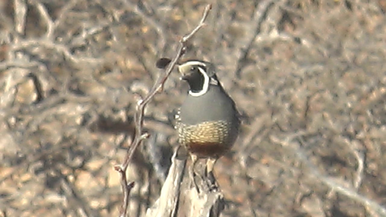 The quail remains on the dry branch in Cabo Pulmo, Baja California Sur, turning its head close to a foreground twig with no visible people in the frame.