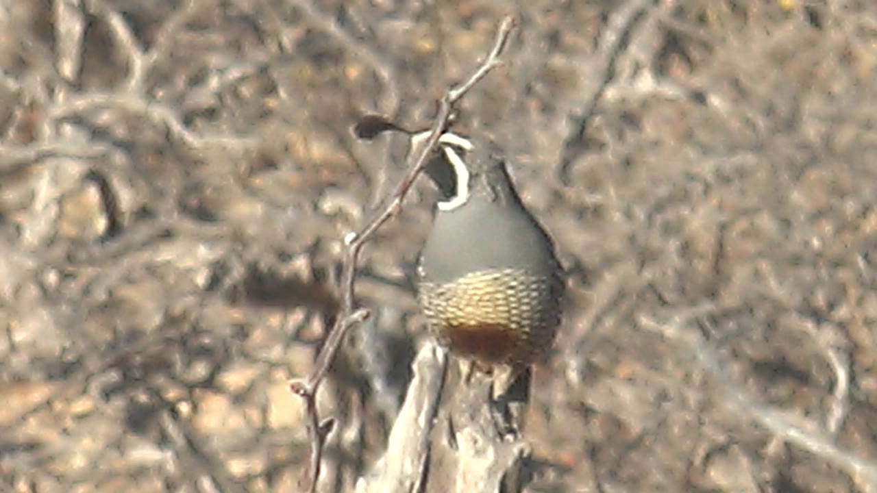 A side view of the perched quail in Cabo Pulmo, Baja California Sur, shows its white face stripe, black head plume, gray body, and tan belly against dry brush with no visible people.