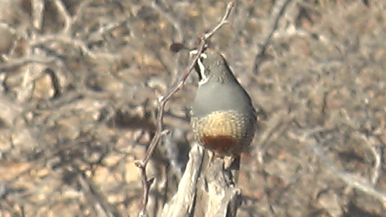 Quail partly turned on a pale branch in dry brush.