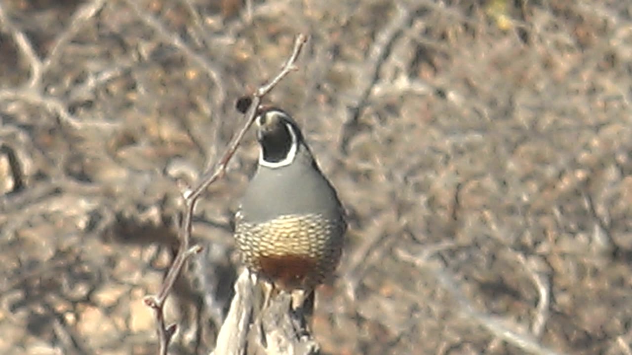 Quail perched on a dry branch among leafless twigs.