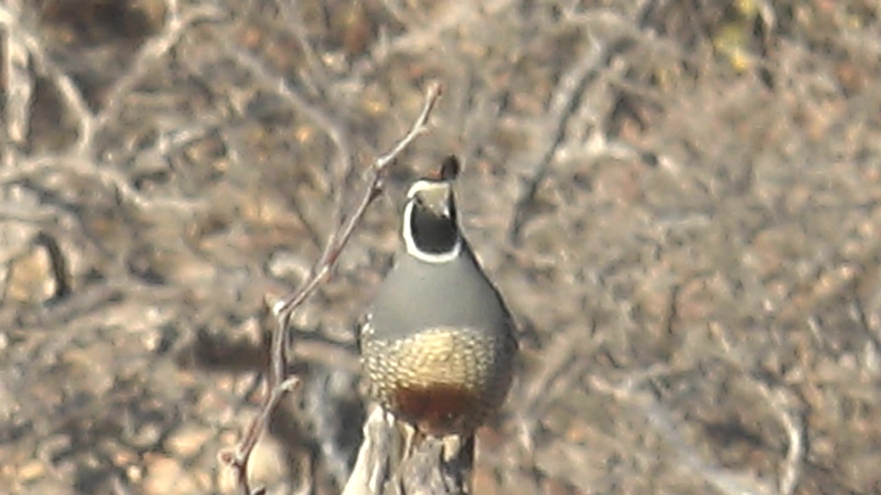 At 0:01, the quail faces near the camera while perched in dry Cabo Pulmo brush, with pale tangled branches filling the background and no visible people.