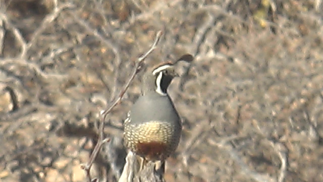 At 0:02, the perched quail turns its head to the side in Cabo Pulmo scrub, framed by dry branches and with no visible people.