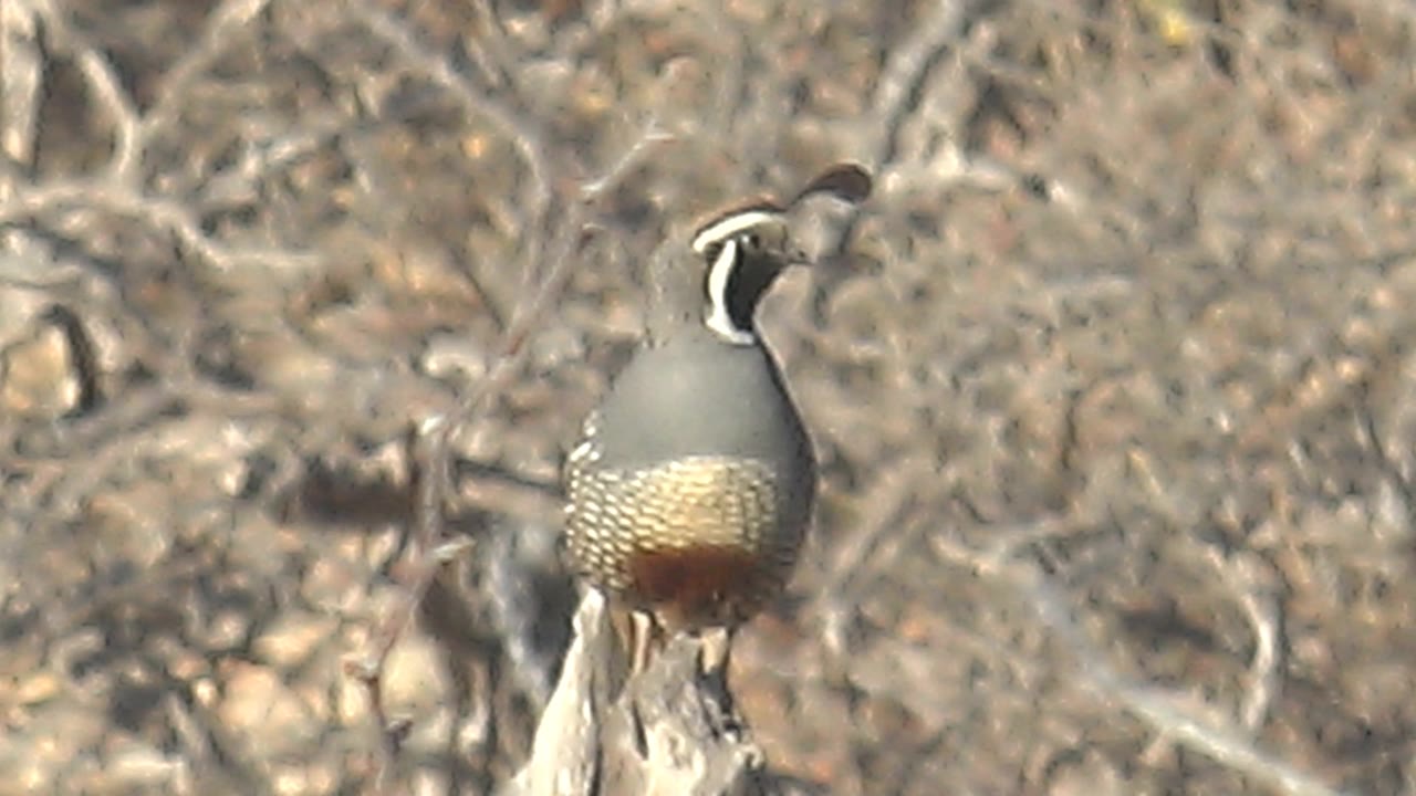 At 0:03, the quail holds a more side-facing pose on the branch in Cabo Pulmo, with its black crest and white facial stripe visible and no visible people.