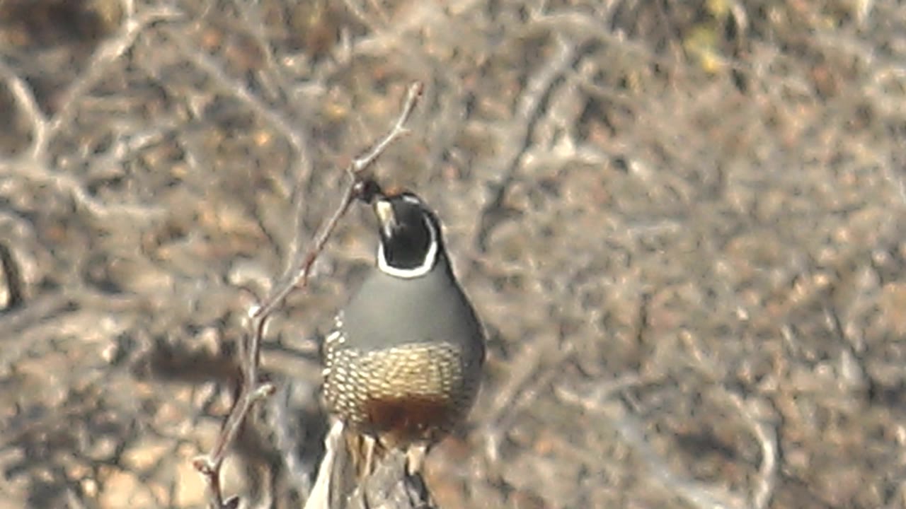 A quail perches low on a pale dry branch in Cabo Pulmo, Baja California Sur, with its head angled slightly left and no visible people.