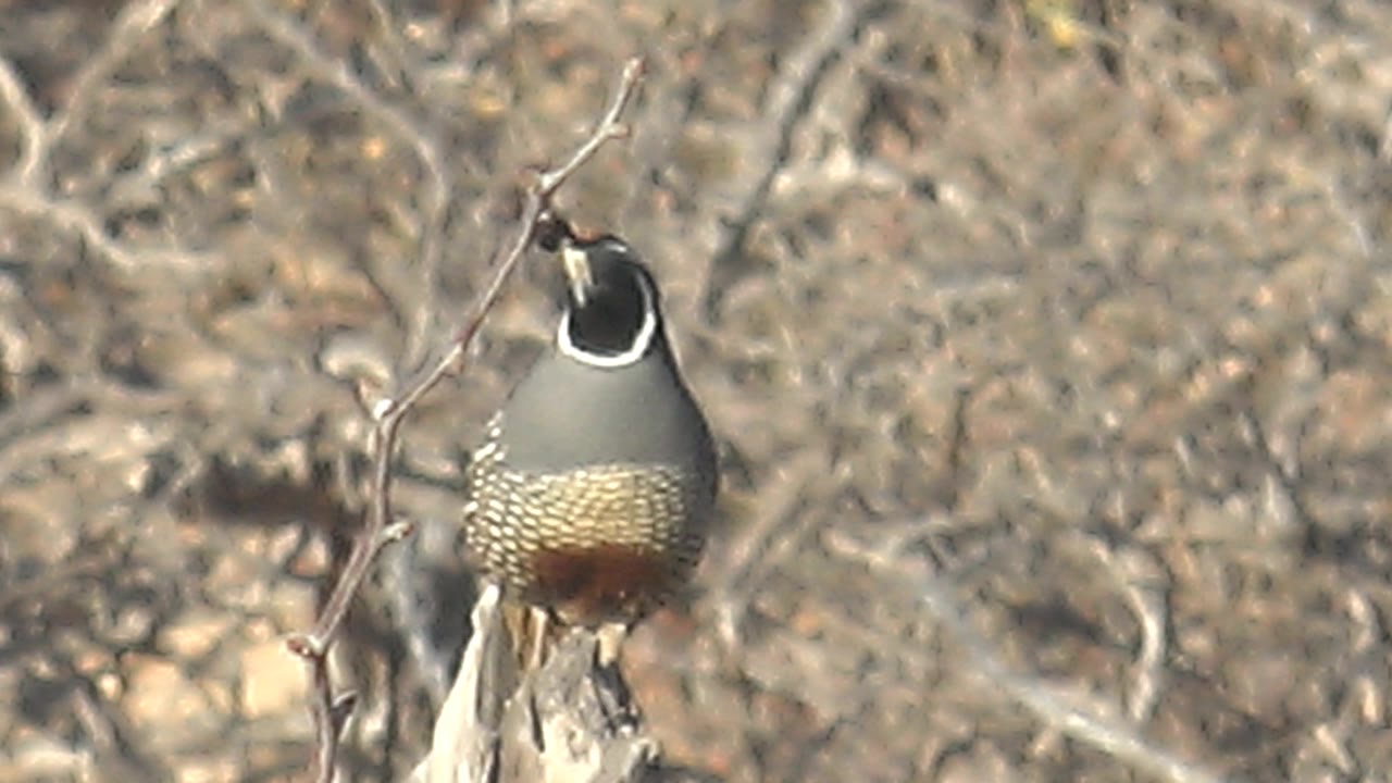 The quail faces more toward camera while standing on the dry branch in Cabo Pulmo, Baja California Sur, with leafless brown branches behind it and no visible people.
