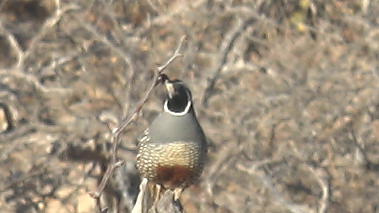 A later view holds the quail upright on the pale branch in Cabo Pulmo, Baja California Sur, with the head still high and the dry brush background soft, with no visible people.