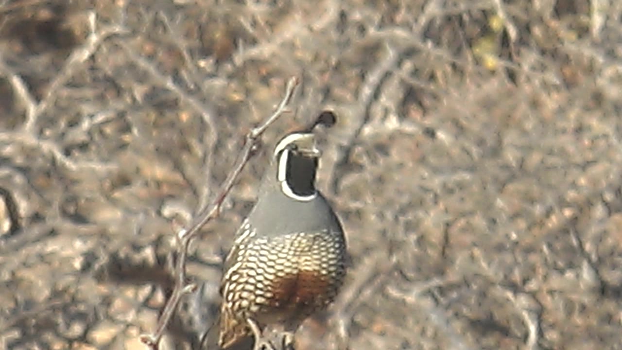 A quail with a topknot perches left of center on a pale branch in dry brush near Cabo Pulmo, Baja California Sur, with no visible people.