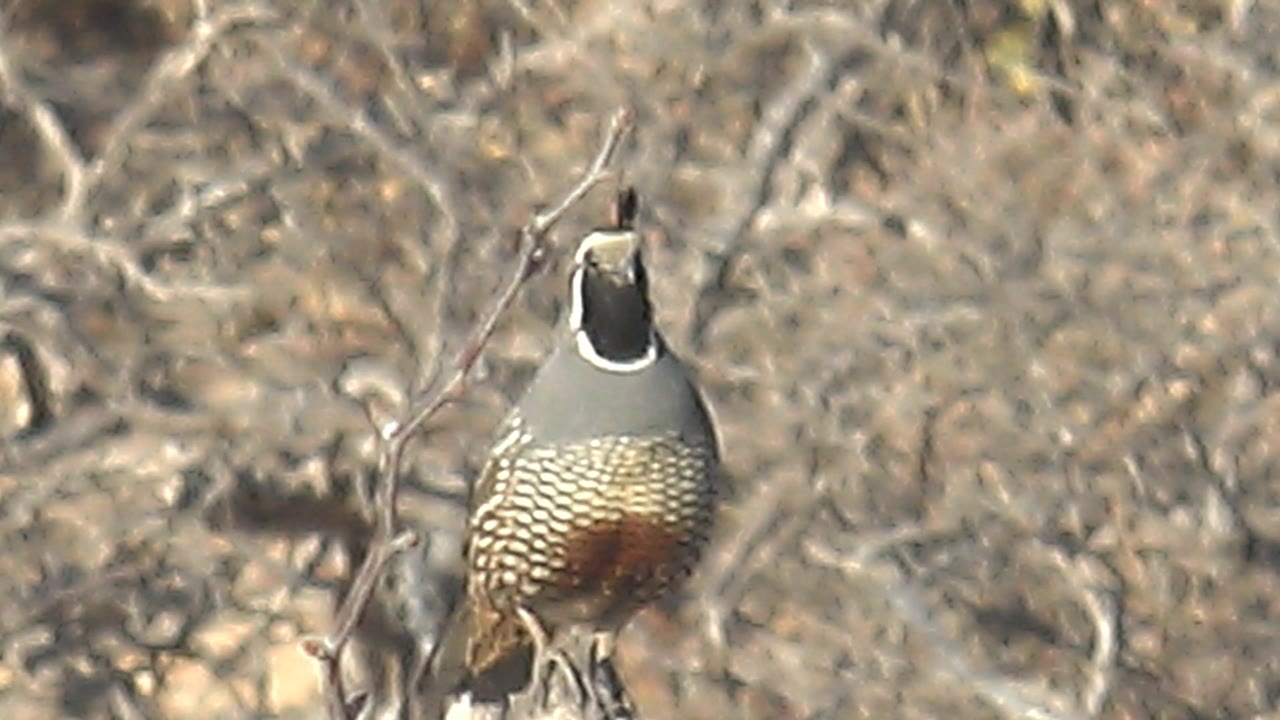 A front-facing quail stands on a branch amid pale dry brush in Cabo Pulmo, Baja California Sur, showing its black topknot and white face markings with no visible people.
