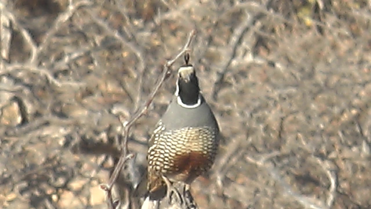 The quail remains perched among leafless brush near Cabo Pulmo, Baja California Sur, with its rounded patterned body and reddish side patch visible and no visible people.